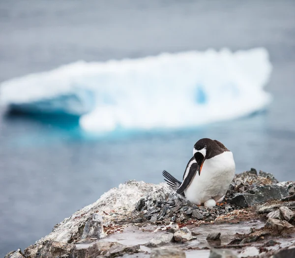 Gentoo Penguin — Stockfoto