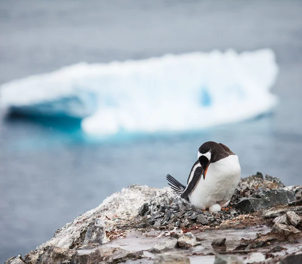 Gentoo penguin — стоковое фото