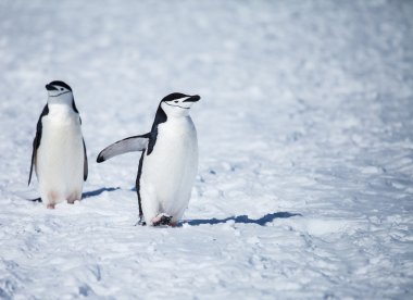 Miğfer penguen