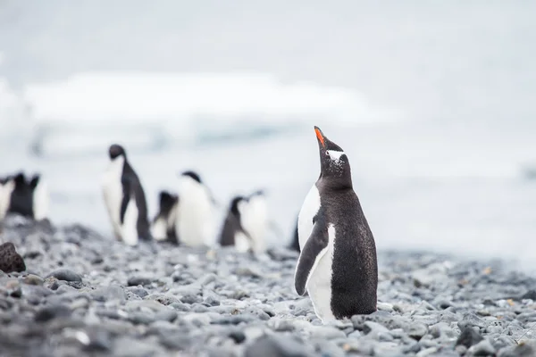 Gentoo pingvin — Stock Fotó