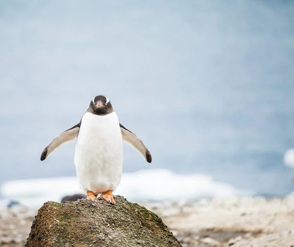 巴布亚企鹅 — 图库照片