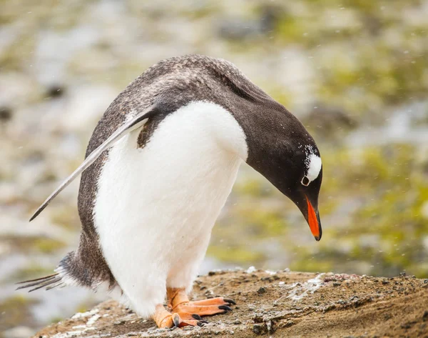 Gentoo-Pinguin — Stockfoto