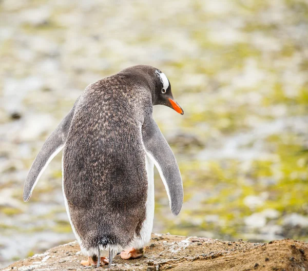 Gentoo pinguino — Foto Stock