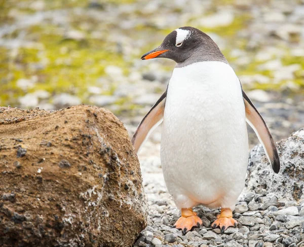 Gentoo-Pinguin — Stockfoto