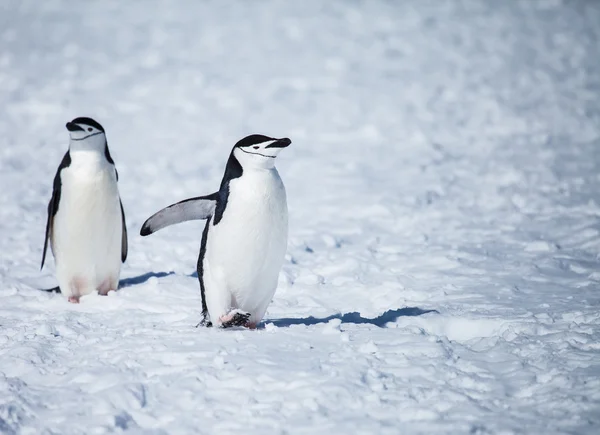 Pinguim-chinstrap — Fotografia de Stock