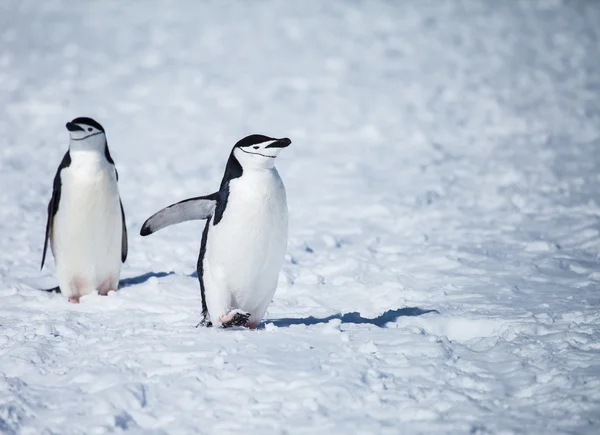 Pinguino Chinstrap — Foto Stock