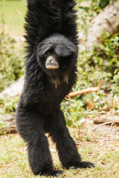 Gibbon — Stockfoto