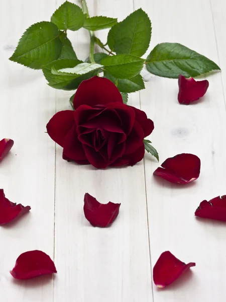 Rote Rose — Stockfoto