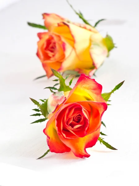 Roses against a white background — Stock Photo, Image