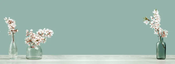 Bahar ya da yaz şenliği, beyaz çiçeklerle çiçek açan üç küçük cam vazoda meyve ağacı dalları ve yumuşak pastel yeşil arka plan. Fotokopi alanı olan taze çiçekli geniş arkaplan kenar afişi