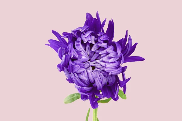 Veilchen Aster Blume Nahaufnahme Chrysanthemen Typ Reiche Blütenblätter Lila Blütenkopf — Stockfoto