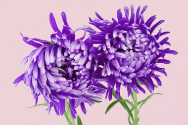 İki menekşe rengi paskalya çiçeği yakın plan kasımpatı türü. Pembe üzerine pembe taç yaprakları. Çiçek açarken