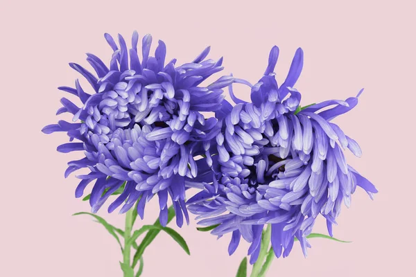 Zwei Veilchen Aster Blume Nahaufnahme Chrysantheme Typ Reich Blütenblätter Lila — Stockfoto