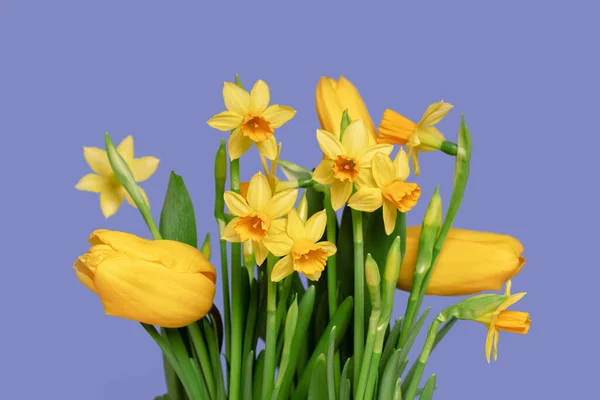 Wensbanner Kaart Maart Moederdag Verjaardag Gele Narcissen Tulpenboeket Lila Violet Stockfoto