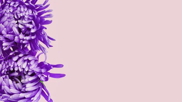 Violett aster blommor gränsen banner krysantemum typ på rosa — Stockfoto