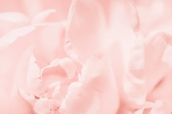 Jemné růžové detailní měkké ostření rozostřené květiny abstraktní detailní up — Stock fotografie