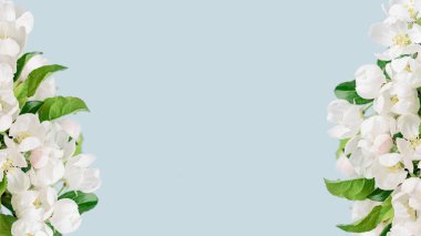 Yavru mavi arka planda bahar çiçekleri açan ağaç dalı