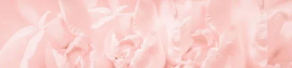 Tender roze closeup zachte focus gedefocuste bloem abstracte closeup — Stockfoto