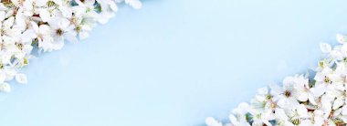 Bahar bayrağı, mavi üzerine çiçek açan meyve ağacı dalları.