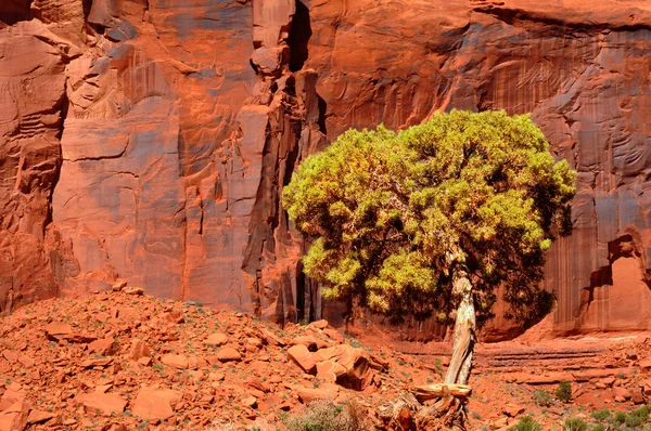 Scogliera rossa e albero — Foto Stock