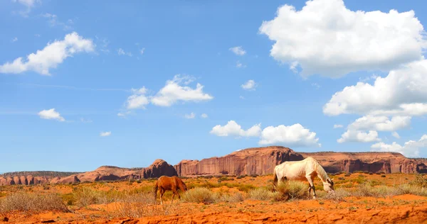 Monument Valley cavalos — Fotografia de Stock