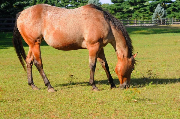 Perfil de cavalo de moagem — Fotografia de Stock