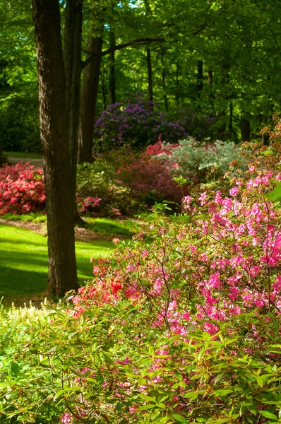 Rododendro delizia — Foto Stock