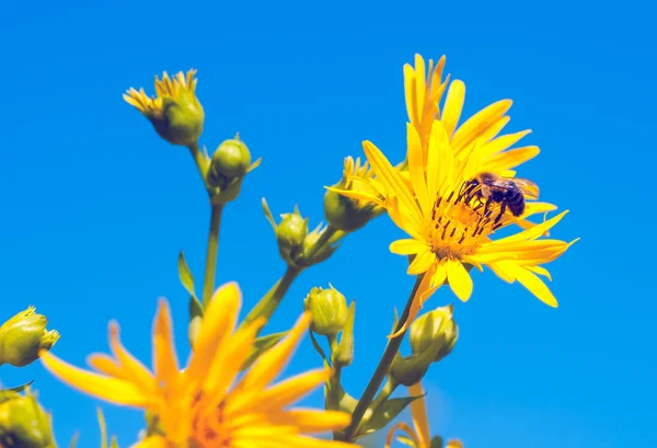 Пчела на конфлоуэр — стоковое фото