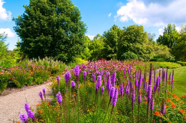 Wildflower patch — Stockfoto