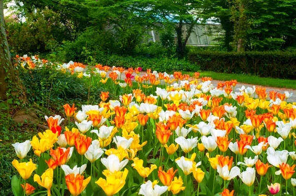 Tappeto tulipano — Foto Stock