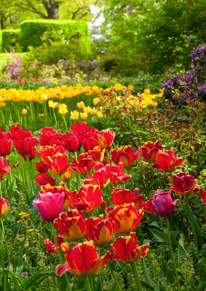 Tulip garden — Fotografie, imagine de stoc