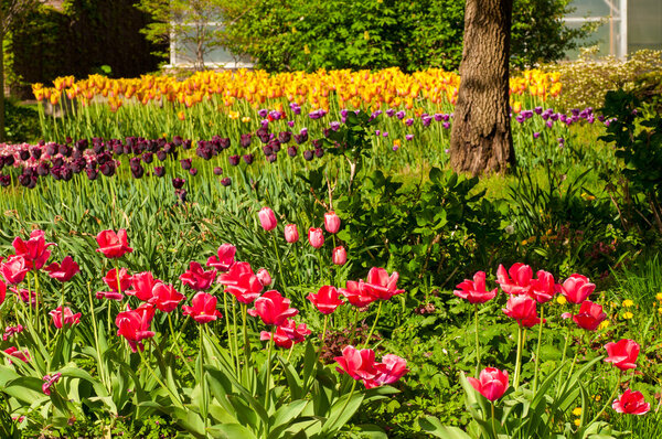 Garden of tulips