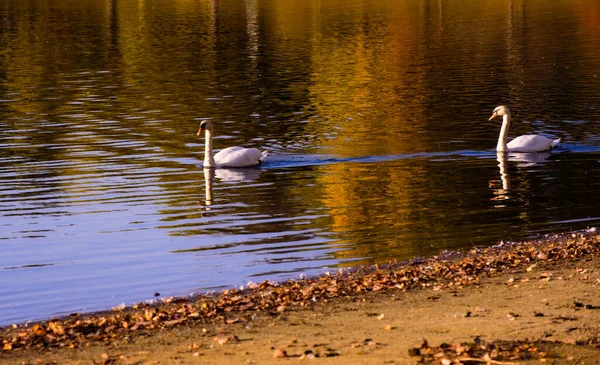 Two Swans Gliding Lake Late Autumn — стоковое фото
