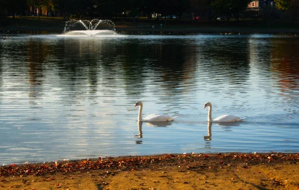 Pair Swans Gliding Small Lake Fountain Background — Foto Stock