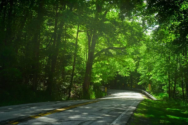 Einem Sonnigen Frühlingstag Kurvt Eine Schmale Straße Durch Schattige Wälder — Stockfoto