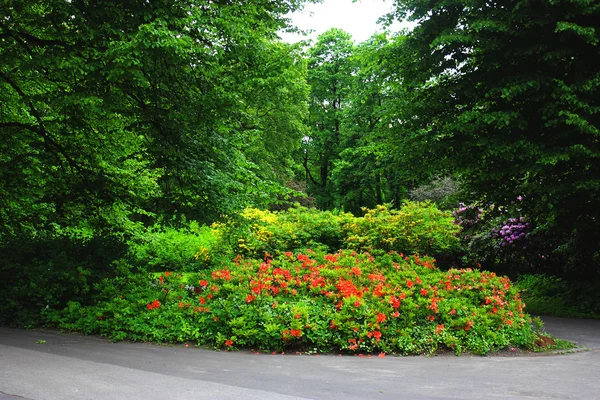 Flowerbed Park Stok Fotoğraf