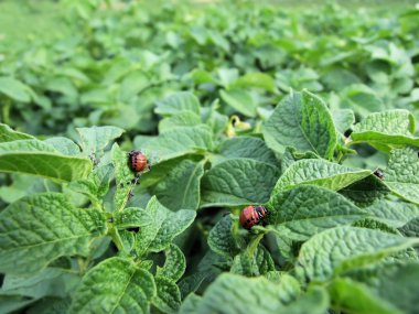 Colorado Patates böceği beslendiği