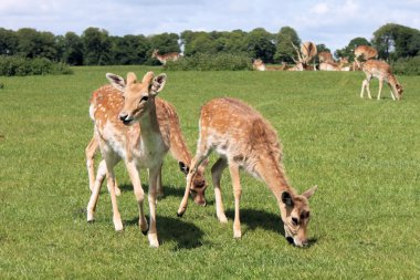 geyik Hayvanlar grubu