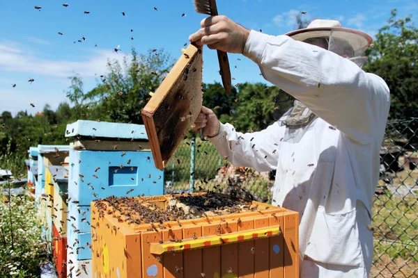 养蜂人在工作 — 图库照片