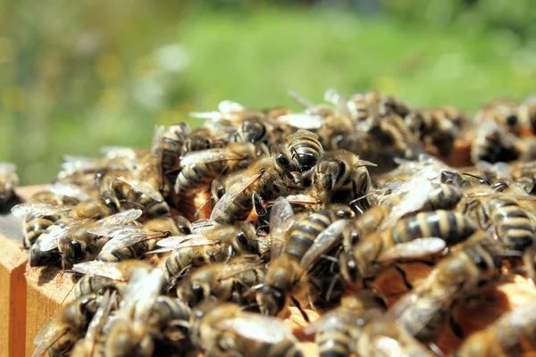 Beehive — ストック写真