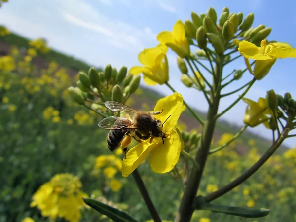 Bee on a rape flower — Stock Photo, Image