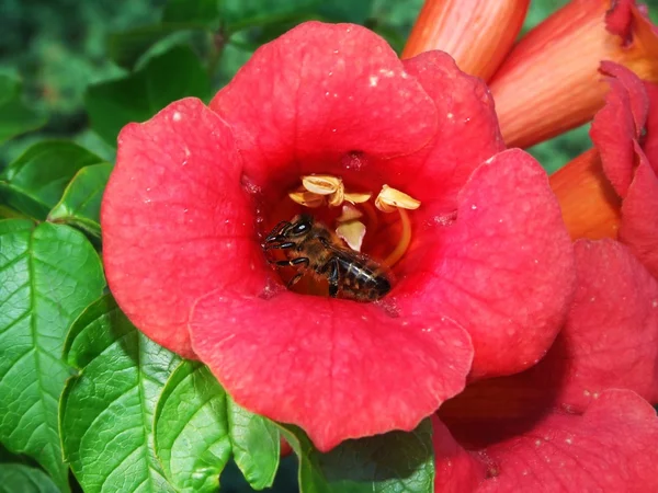 Bee inside a flower of Campsis radicans — Stock Photo, Image