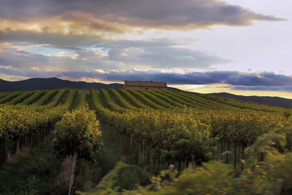 Wijngaard in Toscane, Italië — Stockfoto