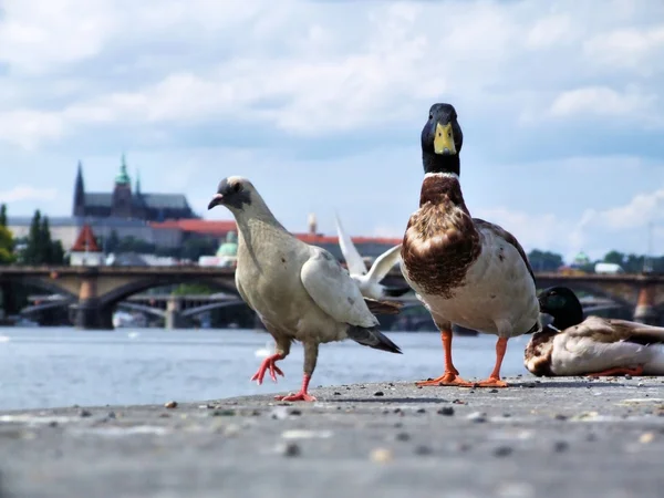 Un pato y una paloma en la orilla del río — Foto de Stock