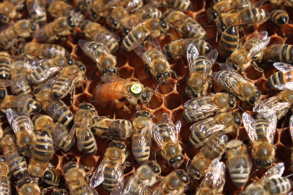 Bee koningin — Stockfoto