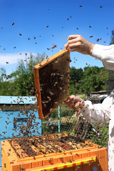 Пчеловод за работой — стоковое фото