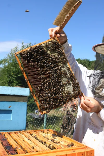 Včelař v práci — Stock fotografie