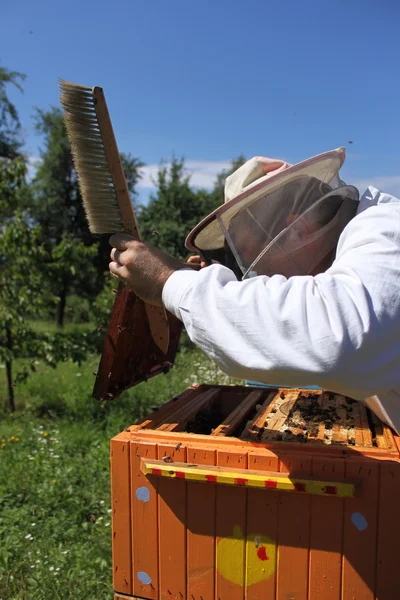 Beekeeper at work — Stock Photo, Image