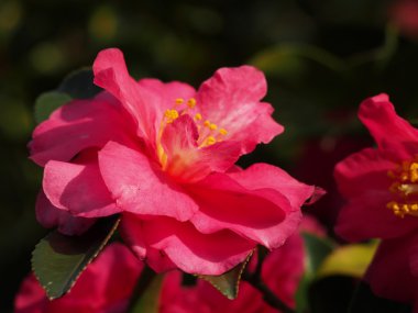 çiçek çiçek açan sasanqua vardır