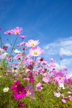 Cosmos çiçek ve gökyüzü